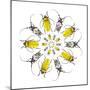 Circular Beetle Design with Horned Beetles Celosterna Pollinosa and Aristobia Voeti-Darrell Gulin-Mounted Photographic Print