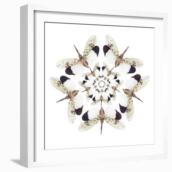 Circular Design of Pyrops Horsfieldii Winged Insect in White and Blacks-Darrell Gulin-Framed Photographic Print