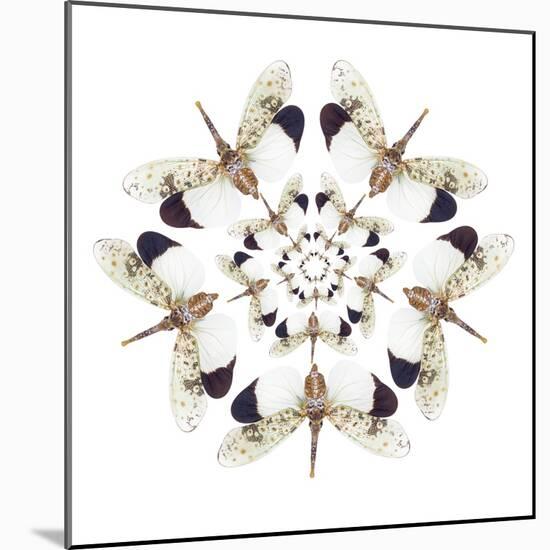 Circular Design of Pyrops Horsfieldii Winged Insect in White and Blacks-Darrell Gulin-Mounted Photographic Print