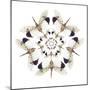 Circular Design of Pyrops Horsfieldii Winged Insect in White and Blacks-Darrell Gulin-Mounted Photographic Print