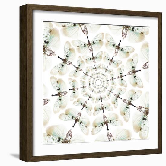 Circular design of Pyrops the Planthopper insect from Southeast Asia with wings out-Darrell Gulin-Framed Premium Photographic Print