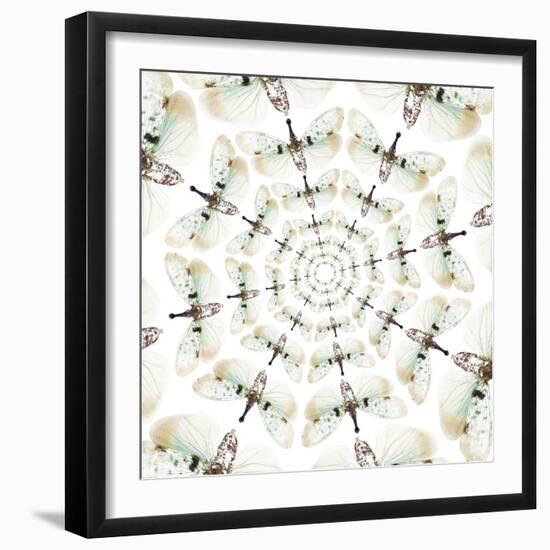 Circular design of Pyrops the Planthopper insect from Southeast Asia with wings out-Darrell Gulin-Framed Premium Photographic Print