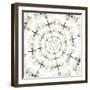 Circular design of Pyrops the Planthopper insect from Southeast Asia with wings out-Darrell Gulin-Framed Photographic Print