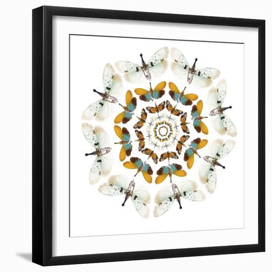Circular design of Pyrops the Planthopper insect from Southeast Asia with wings out-Darrell Gulin-Framed Premium Photographic Print