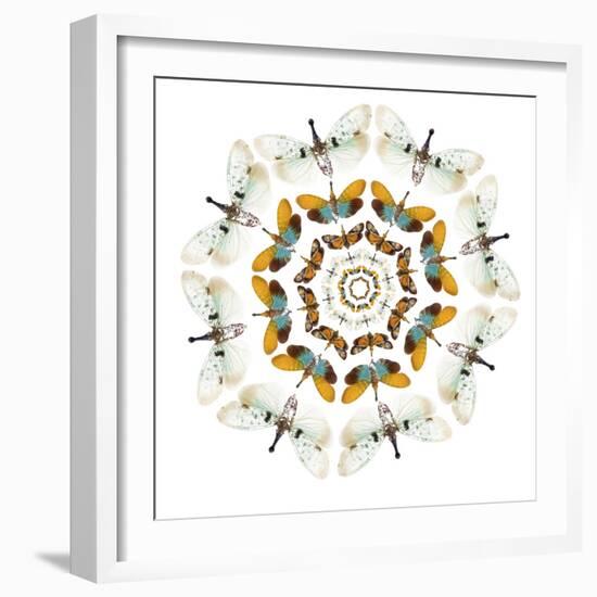 Circular design of Pyrops the Planthopper insect from Southeast Asia with wings out-Darrell Gulin-Framed Premium Photographic Print