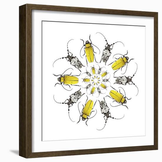 Circular design with Long Horn Beetles.-Darrell Gulin-Framed Photographic Print