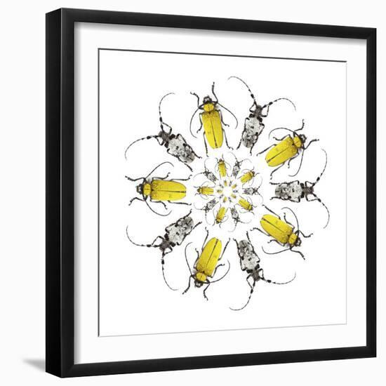 Circular design with Long Horn Beetles.-Darrell Gulin-Framed Photographic Print