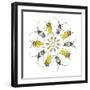 Circular design with Long Horn Beetles.-Darrell Gulin-Framed Photographic Print