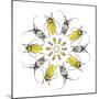 Circular design with Long Horn Beetles.-Darrell Gulin-Mounted Photographic Print