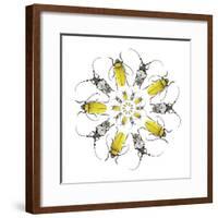 Circular design with Long Horn Beetles.-Darrell Gulin-Framed Premium Photographic Print