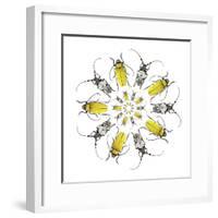 Circular design with Long Horn Beetles.-Darrell Gulin-Framed Premium Photographic Print