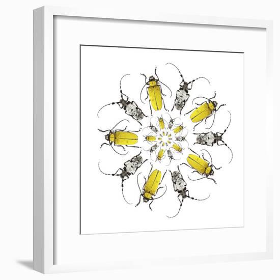 Circular design with Long Horn Beetles.-Darrell Gulin-Framed Premium Photographic Print