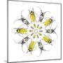 Circular design with Long Horn Beetles.-Darrell Gulin-Mounted Premium Photographic Print