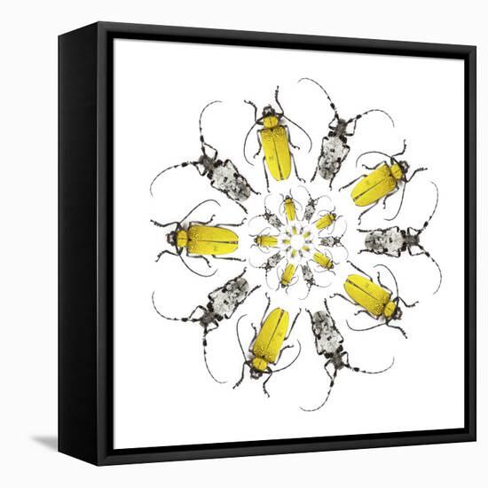 Circular design with Long Horn Beetles.-Darrell Gulin-Framed Stretched Canvas