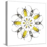 Circular design with Long Horn Beetles.-Darrell Gulin-Stretched Canvas