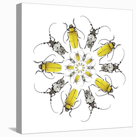 Circular design with Long Horn Beetles.-Darrell Gulin-Stretched Canvas