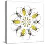 Circular design with Long Horn Beetles.-Darrell Gulin-Stretched Canvas