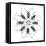 Circular Long Horn Beetle Design of Threnetica Lacrymans-Darrell Gulin-Framed Stretched Canvas