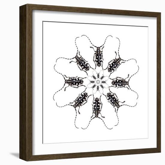 Circular Long Horn Beetle Design of Threnetica Lacrymans-Darrell Gulin-Framed Photographic Print