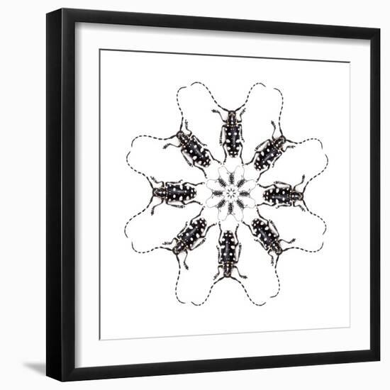 Circular Long Horn Beetle Design of Threnetica Lacrymans-Darrell Gulin-Framed Photographic Print