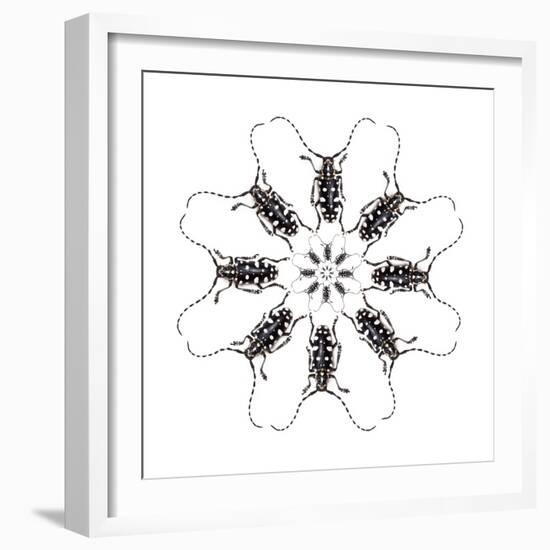 Circular Long Horn Beetle Design of Threnetica Lacrymans-Darrell Gulin-Framed Photographic Print