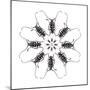 Circular Long Horn Beetle Design of Threnetica Lacrymans-Darrell Gulin-Mounted Photographic Print