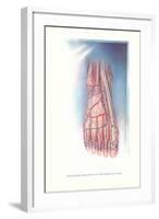 Circulation and Nerves of Dorsum of Foot-null-Framed Art Print