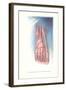 Circulation and Nerves of Dorsum of Foot-null-Framed Art Print