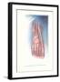 Circulation and Nerves of Dorsum of Foot-null-Framed Art Print