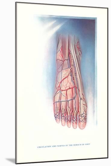 Circulation and Nerves of Dorsum of Foot-null-Mounted Art Print