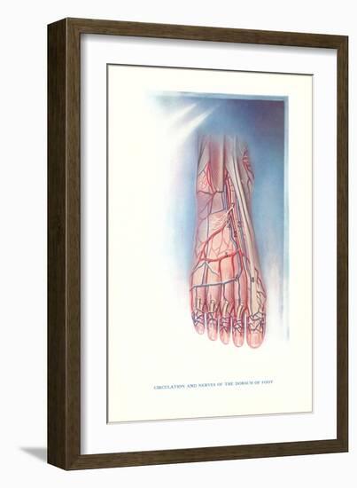 Circulation and Nerves of Dorsum of Foot-null-Framed Art Print