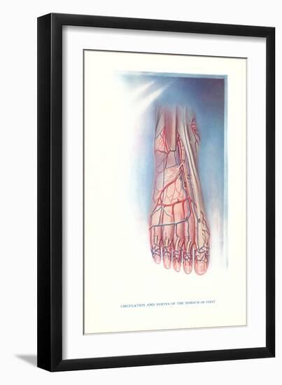 Circulation and Nerves of Dorsum of Foot-null-Framed Art Print