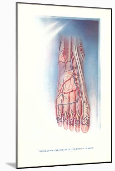 Circulation and Nerves of Dorsum of Foot-null-Mounted Art Print