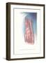 Circulation and Nerves of Dorsum of Foot-Found Image Press-Framed Giclee Print