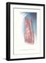 Circulation and Nerves of Dorsum of Foot-Found Image Press-Framed Giclee Print