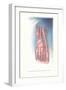 Circulation and Nerves of Dorsum of Foot-Found Image Press-Framed Giclee Print