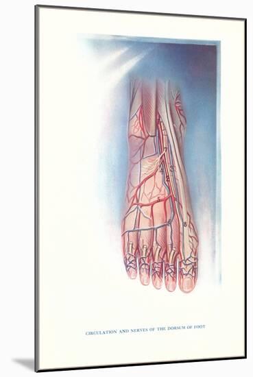 Circulation and Nerves of Dorsum of Foot-Found Image Press-Mounted Giclee Print