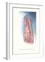 Circulation and Nerves of Dorsum of Foot-Found Image Press-Framed Giclee Print