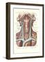 Circulation in the Neck-null-Framed Art Print