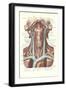 Circulation in the Neck-null-Framed Art Print