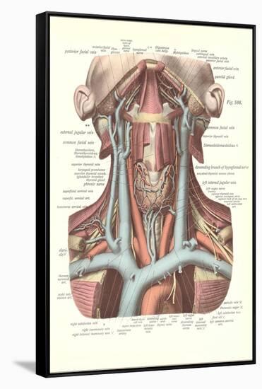 Circulation in the Neck-null-Framed Stretched Canvas