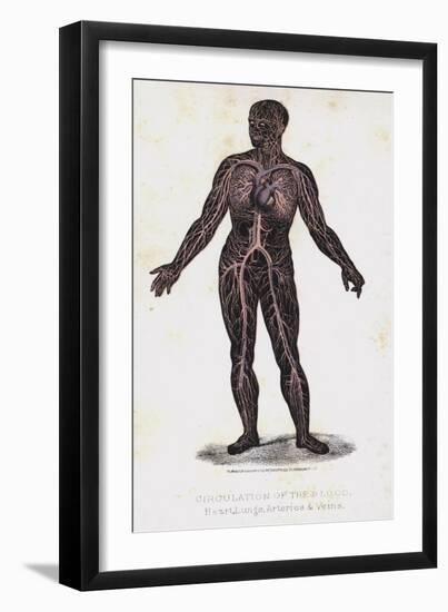 Circulation of the Blood, Heart, Lungs, Arteries, and Veins-Leveille-Framed Giclee Print