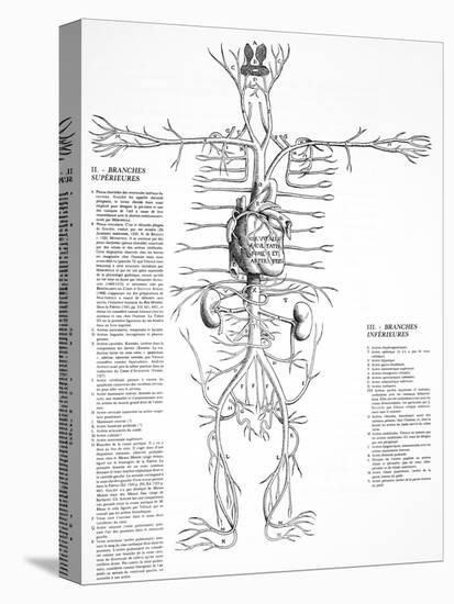 Circulatory System, 16th Century-Science Photo Library-Stretched Canvas