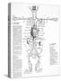 Circulatory System, 16th Century-Science Photo Library-Stretched Canvas