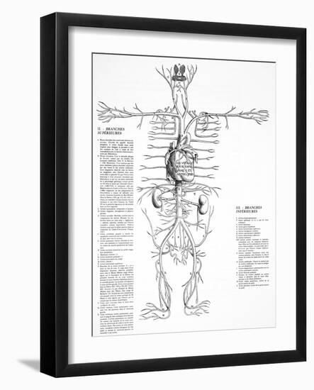 Circulatory System, 16th Century-Science Photo Library-Framed Photographic Print