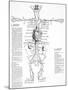 Circulatory System, 16th Century-Science Photo Library-Mounted Photographic Print