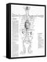 Circulatory System, 16th Century-Science Photo Library-Framed Stretched Canvas