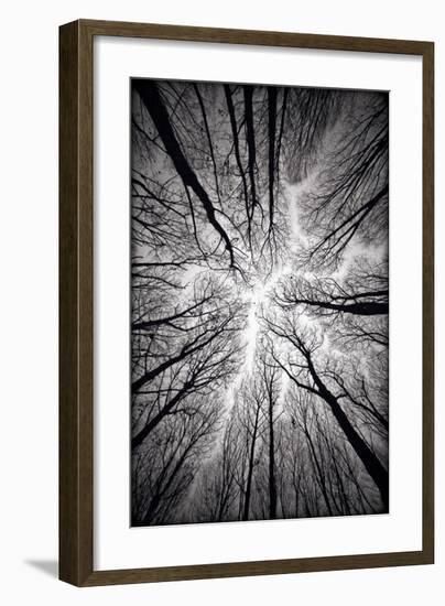 Circulatory System of the Forest-null-Framed Premium Giclee Print