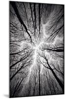 Circulatory System of the Forest-null-Mounted Premium Giclee Print