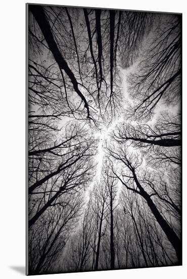Circulatory System of the Forest-null-Mounted Premium Giclee Print